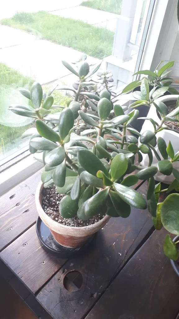 Jade cuttings🌱 photo 1