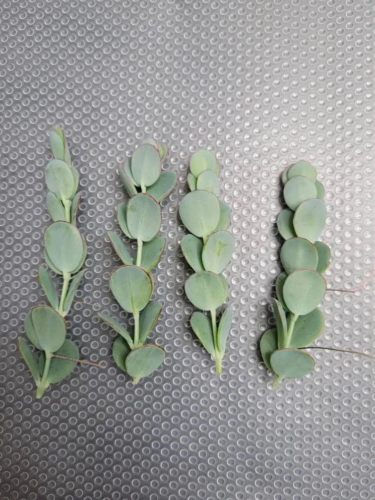 🌿🌿 Blueish Succulent Cuttings photo 1