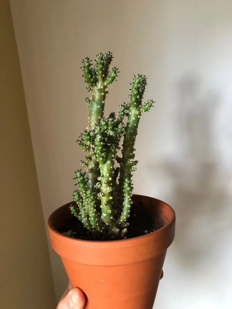 Eve’s Pin Cactus photo 1