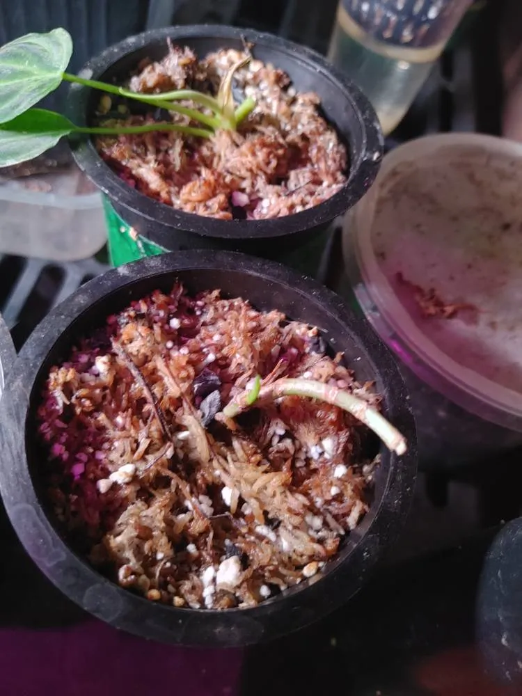 Verrucosum wetstick photo 1