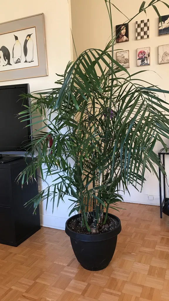 Giant Plant! photo 1