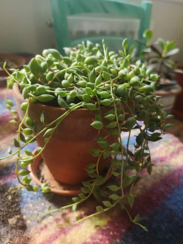 String Of Tears Cutting photo 1