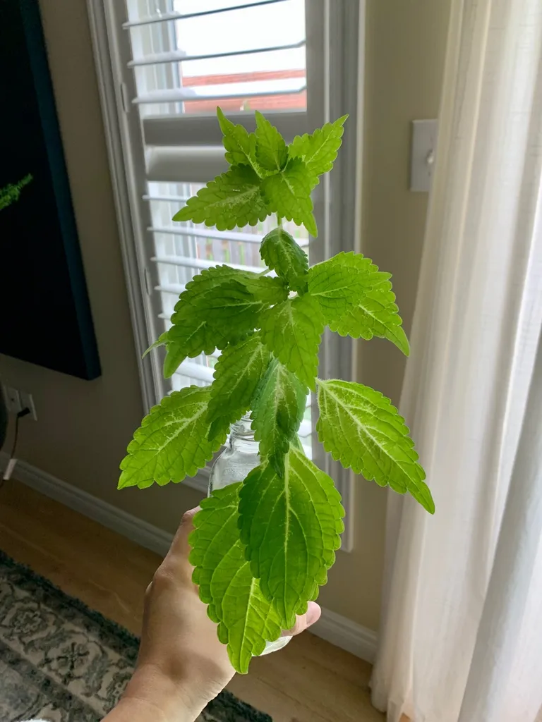 Green Coleus Plant Clippings photo 1