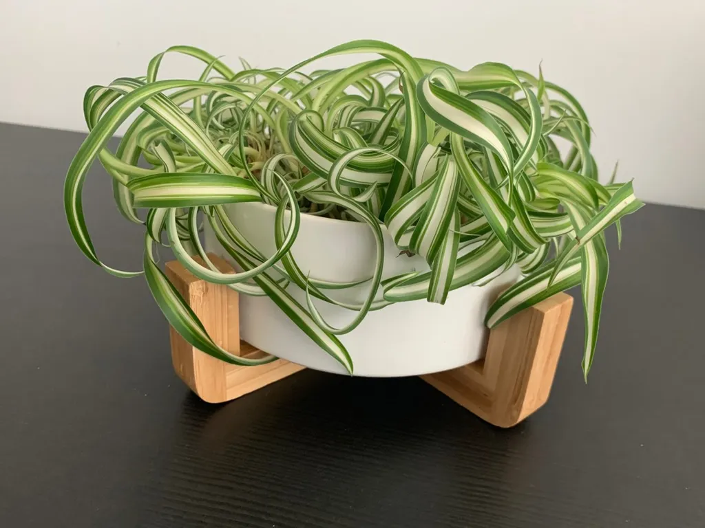 Spider Plant Cuttings photo 1