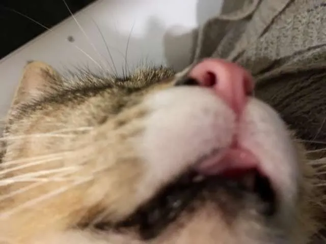 Raw Pet Food (frozen) photo 1