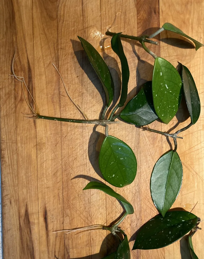 Rooted hoya carnosa clippings photo 1