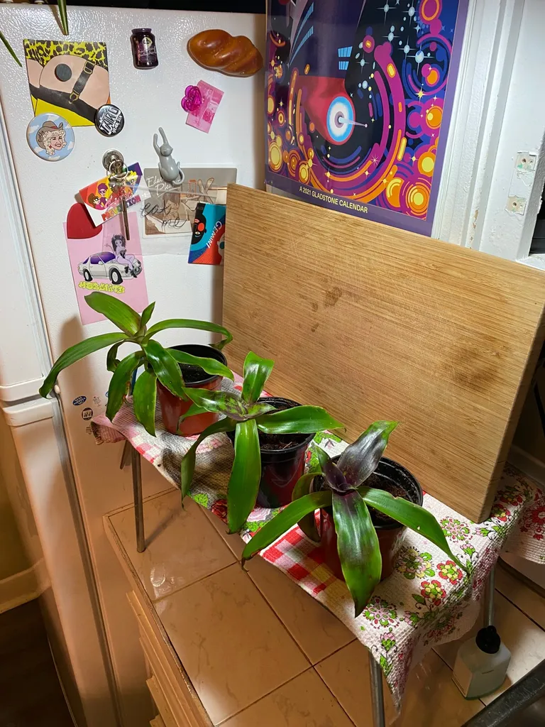 Callisia Fragrans photo 1