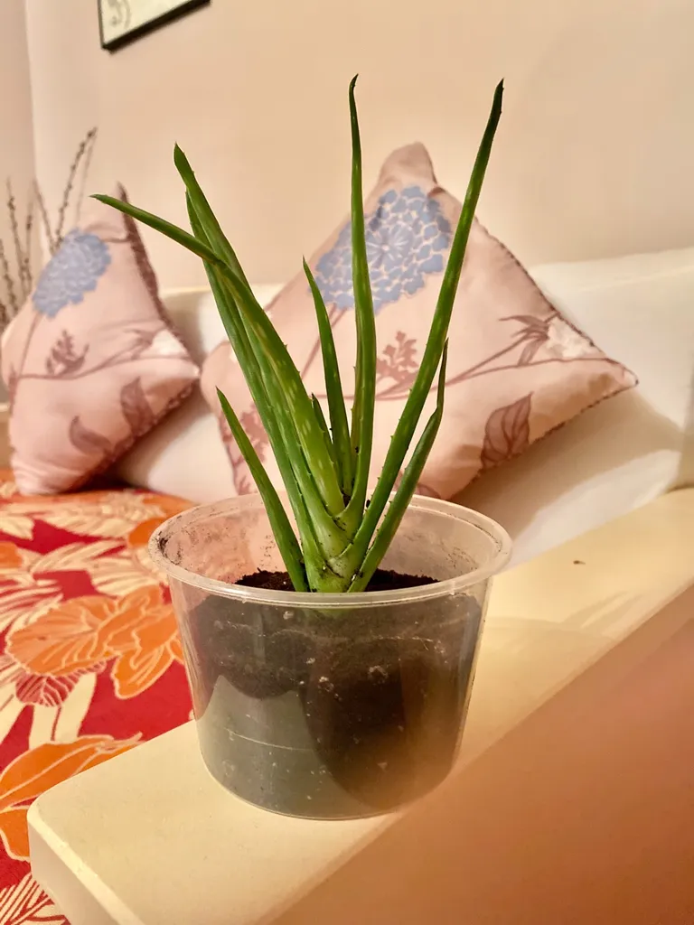 Cute Aloe photo 1