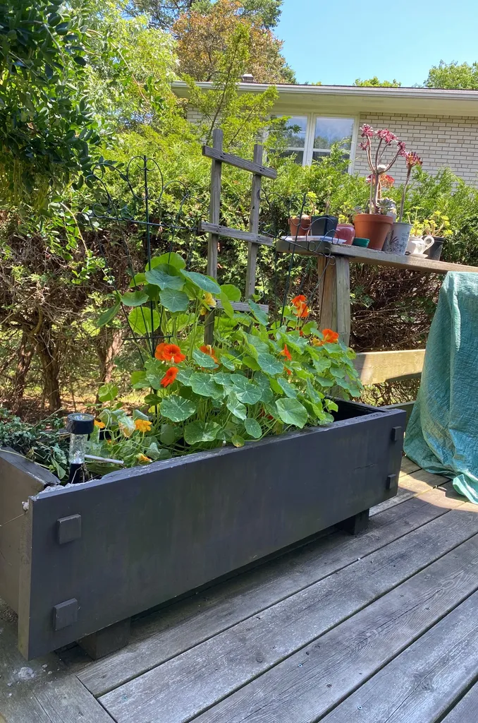 Flower Or Seed photo 1