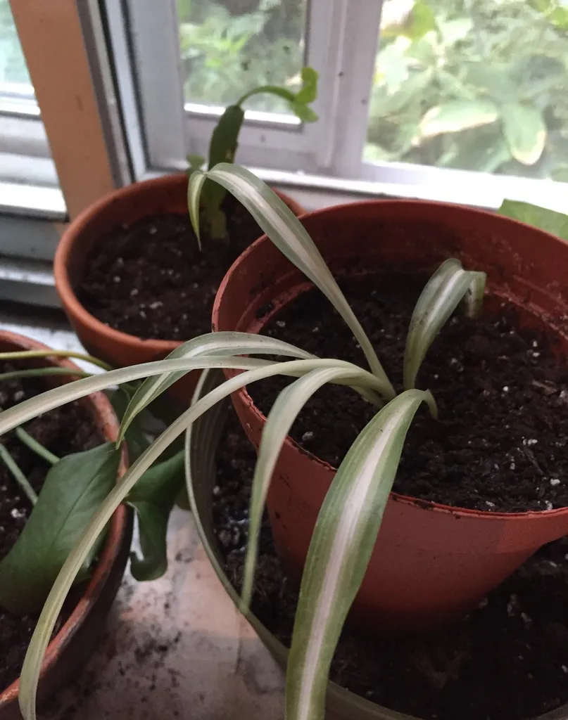 Spider Plants photo 1