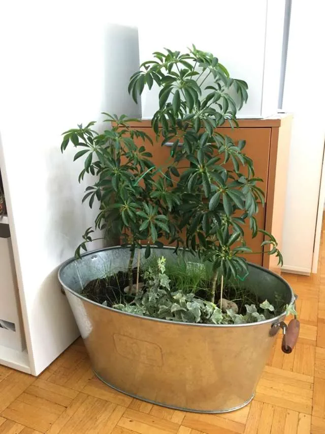 Umbrella Fellas photo 1