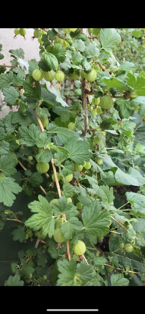 Gooseberry Plant photo 1