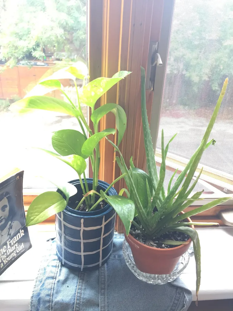 Aloe pup or pothos cuttings photo 1