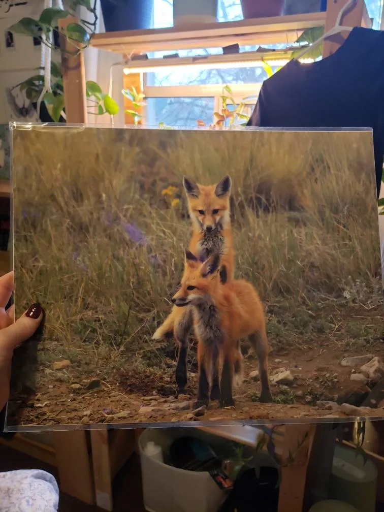 Cute Fox Print! photo 1