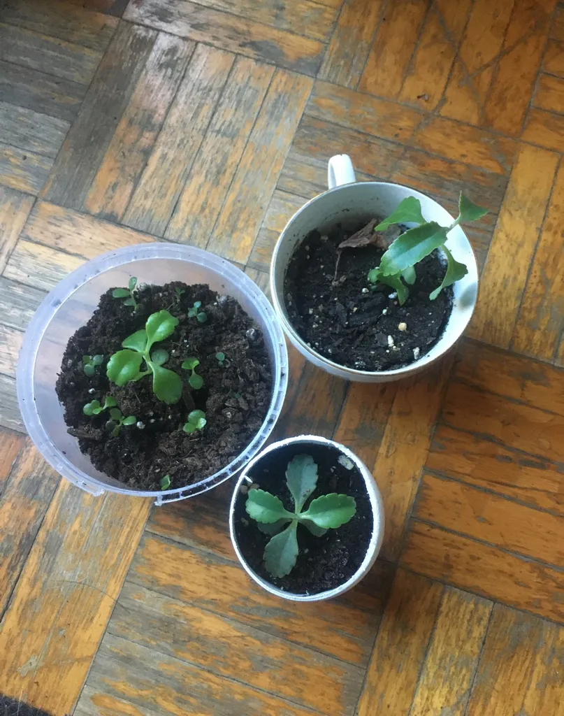 Baby Mother Of Thousands photo 1