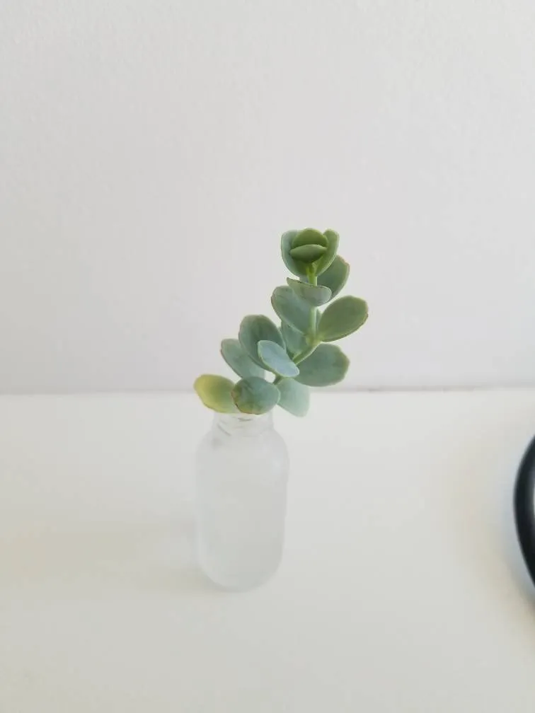 🌱↔️ Succulent Cutting Trade photo 1