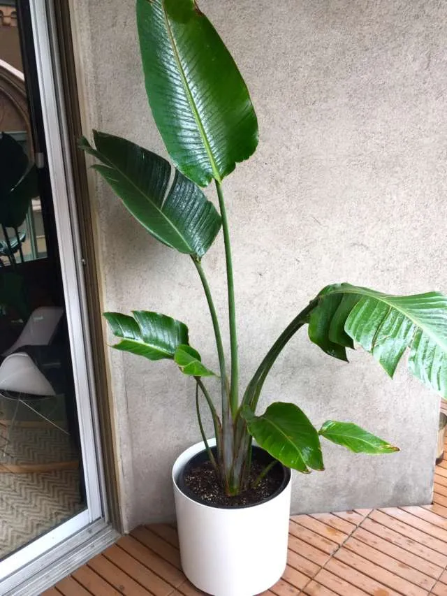 Bird Of Paradise plant photo 1