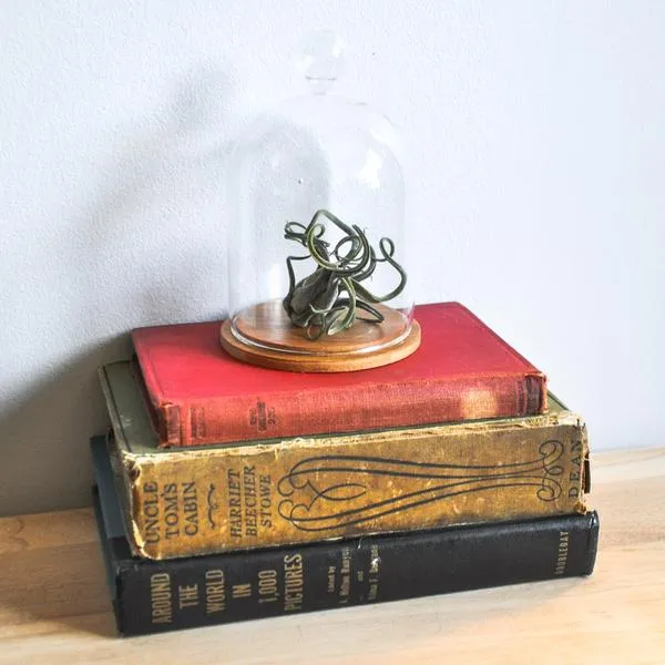 Glass Dome Terrarium photo 1