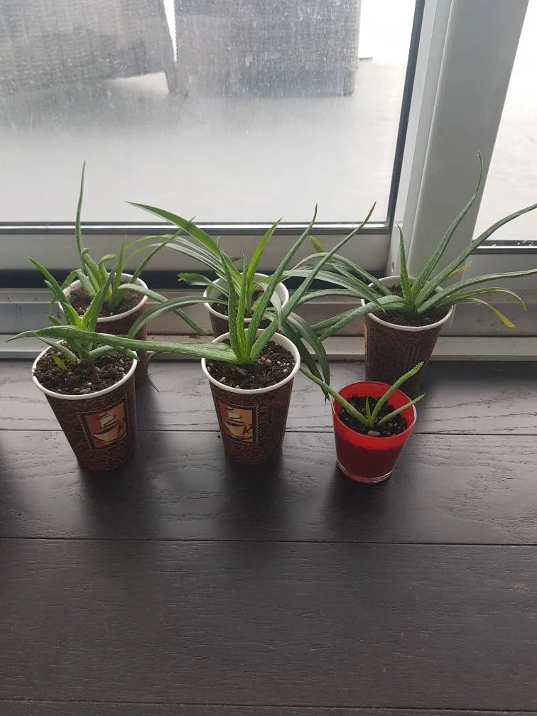 Aloe Plants photo 1