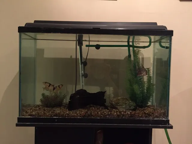 Fish tank photo 1
