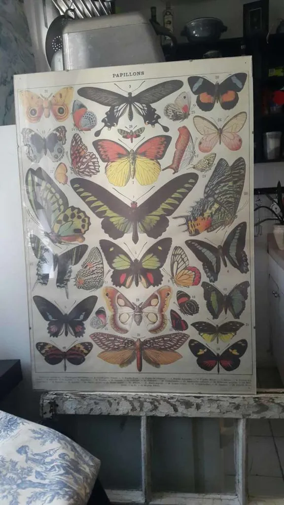 Butterfly Art photo 1