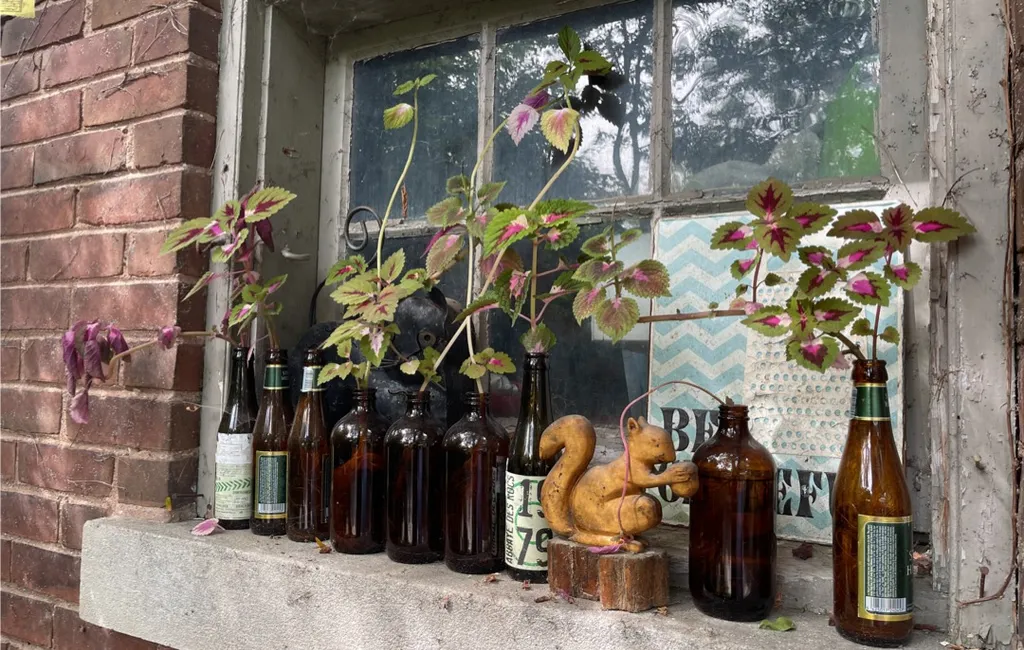 Coleus Plant Roots photo 1