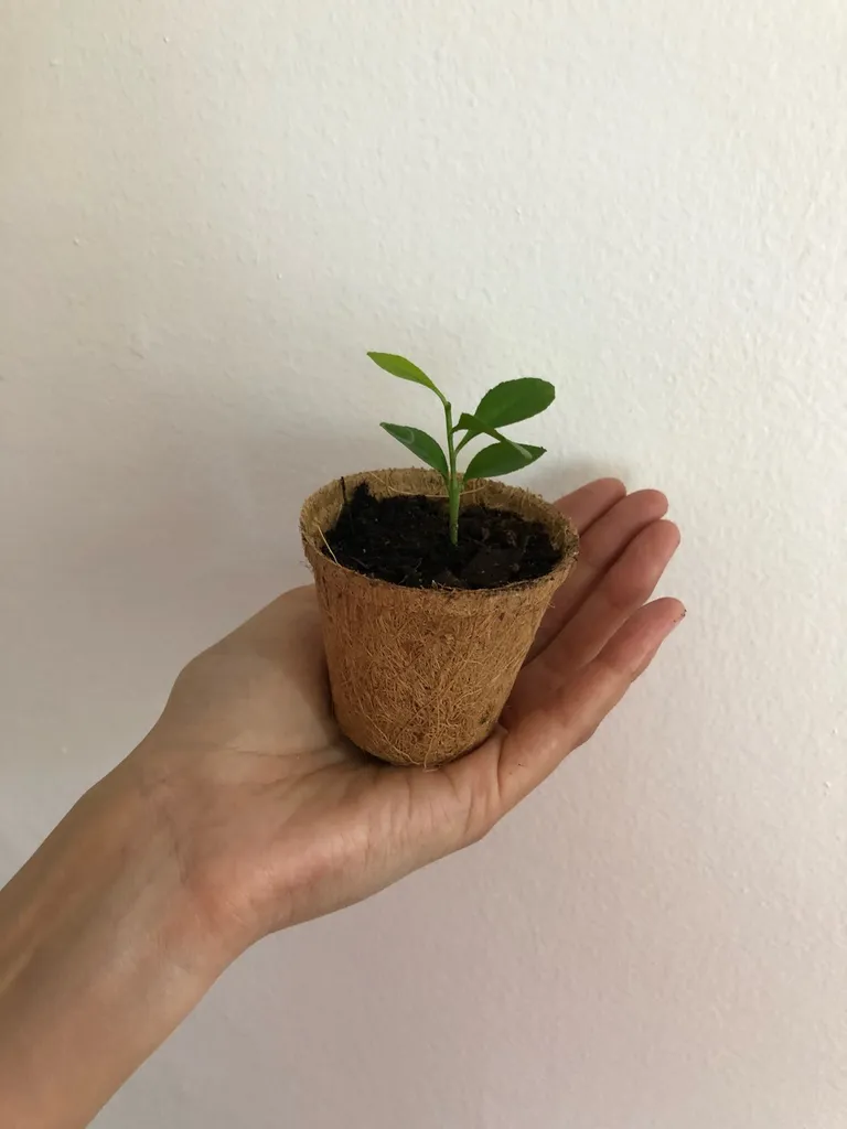 Lemon Tree Seedling photo 1