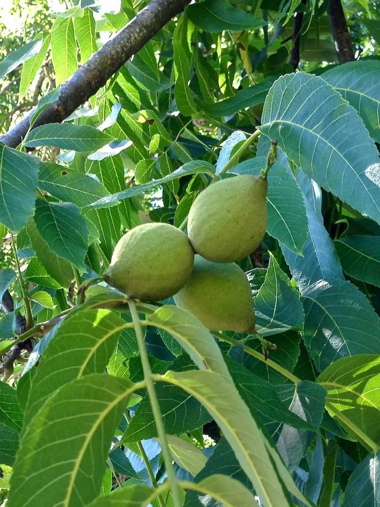 ISO - Green, Black Walnuts photo 1