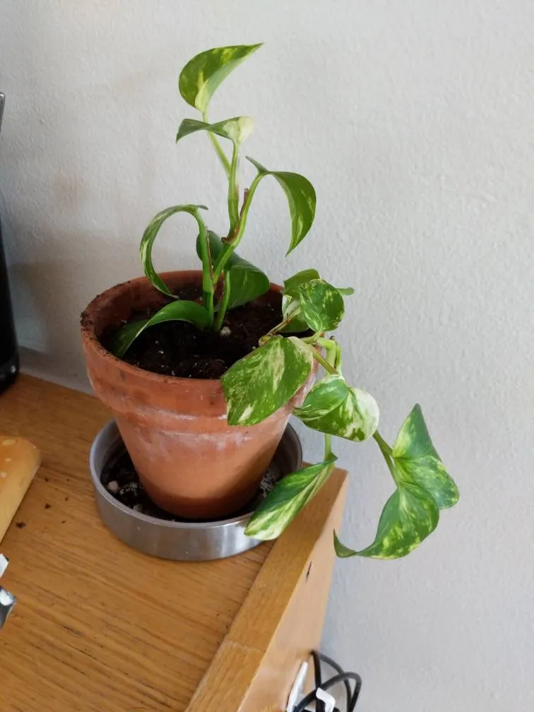 pothos, snake plant, spider plant babies and teenagers photo 1