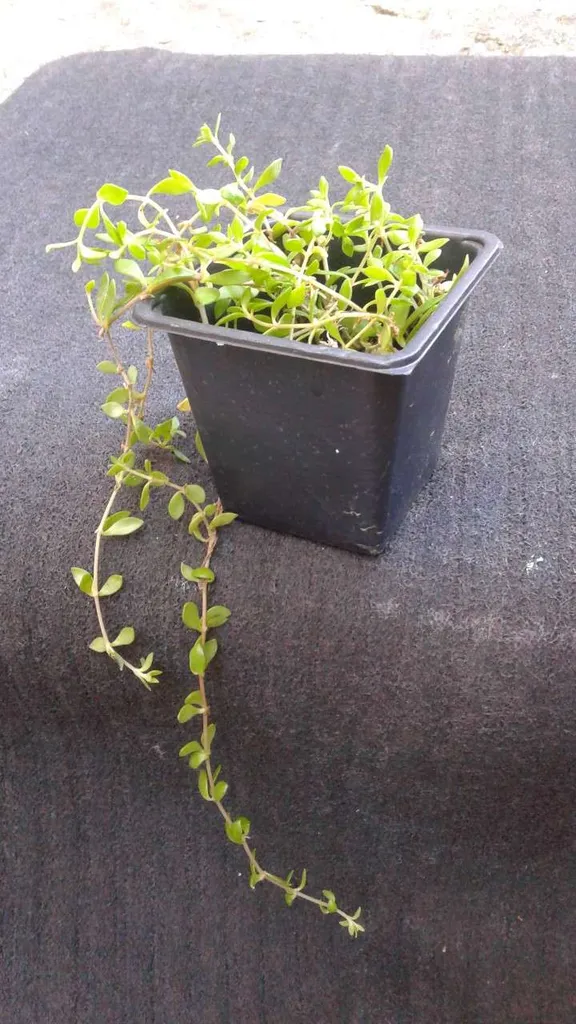 Trailing Succulent photo 1