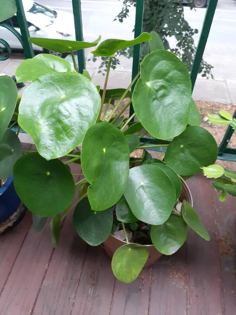 Lots Of Pilea Babies To Give Away photo 1