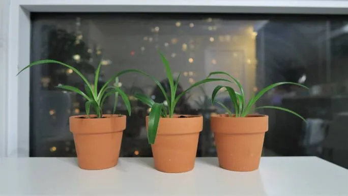 Baby Spider Plants In Terracotta Pots photo 1