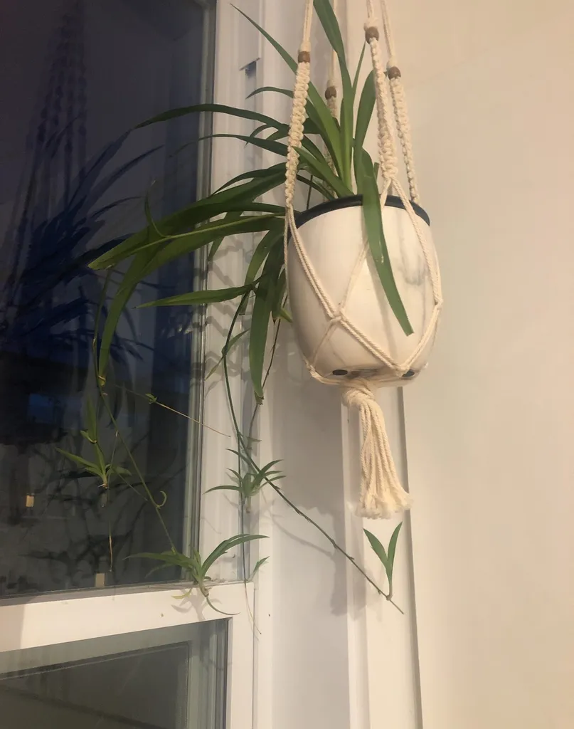 Spider Plant Clippings photo 1