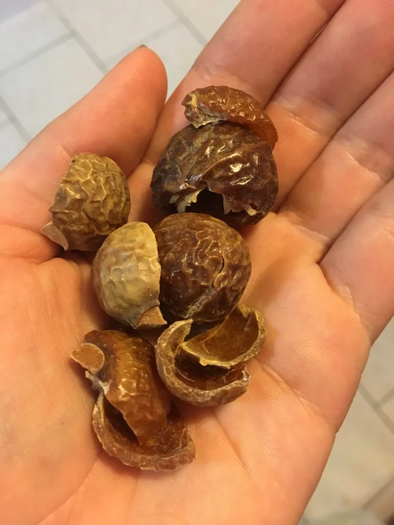 Sample Of Soap Nuts photo 1