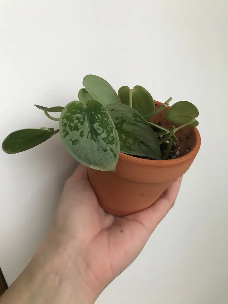 Cute Little Silver Ann Scindapsis Plant photo 1