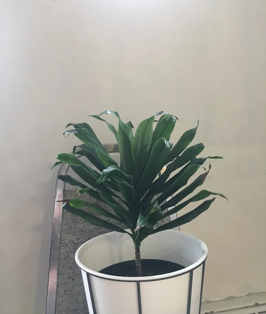 Dracaena Compacta Plant photo 1