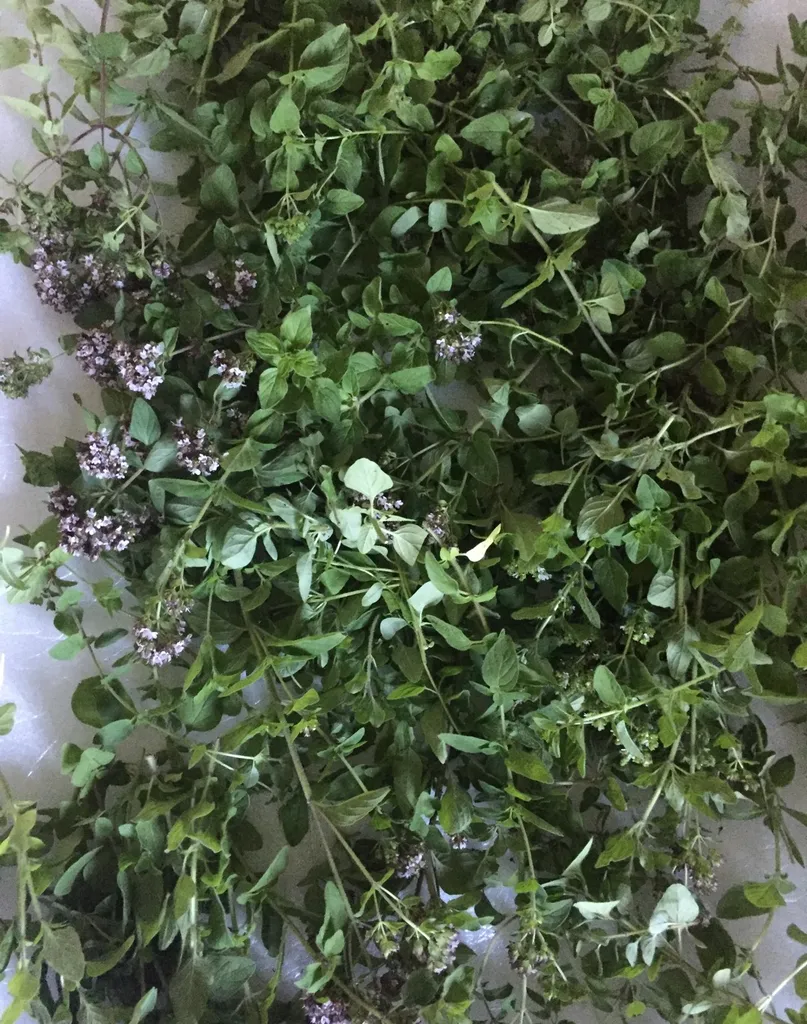 Restaurant Quality Oregano From My Garden photo 1