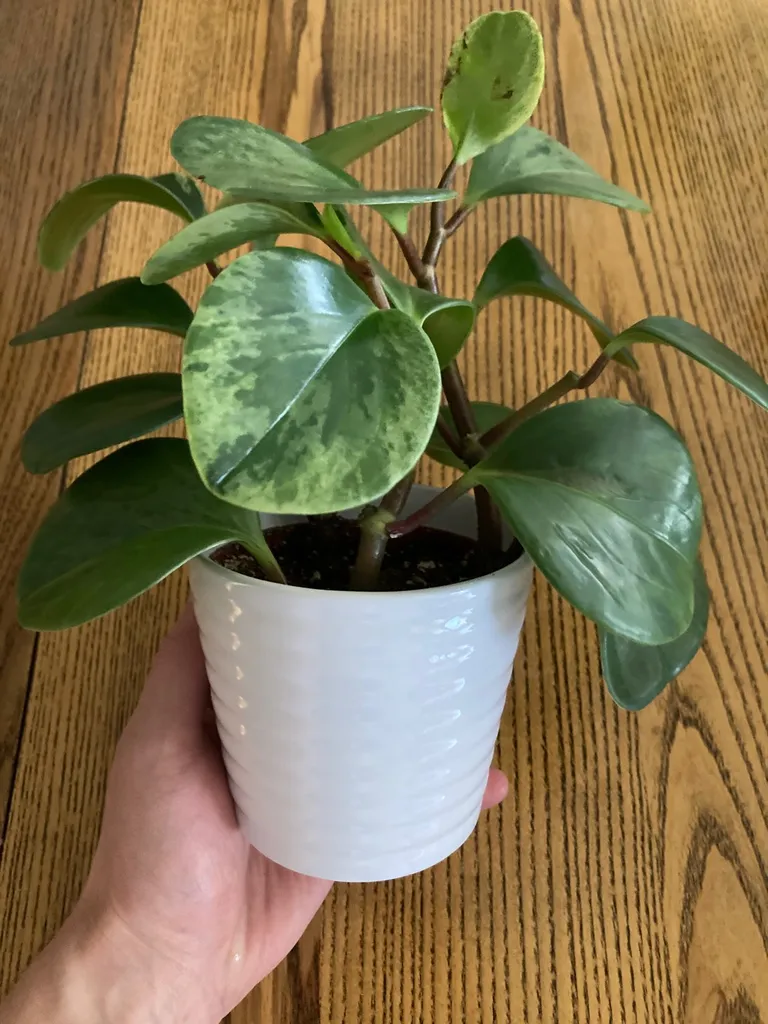 Healthy Plant photo 1