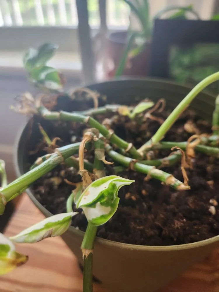 Pothos Varigated photo 1