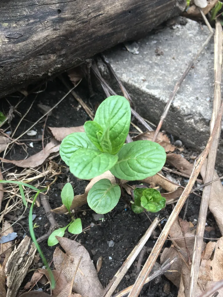 Mint Plants photo 1