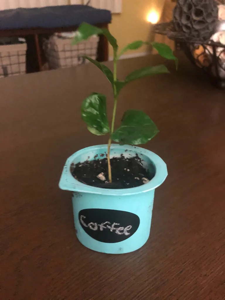 Arabica Coffee Plant Seeding photo 1