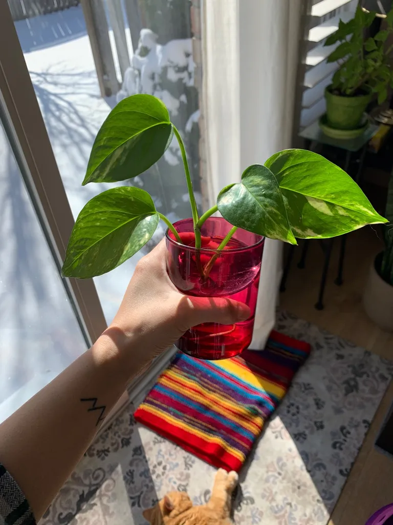 Golden Pothos Plant Clippings photo 1
