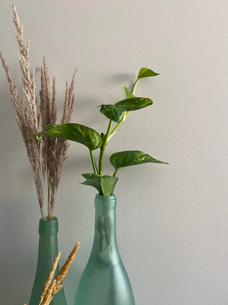 Cuttings For Trade - Rooted Pothos And Heart Leaf Philodendron photo 1