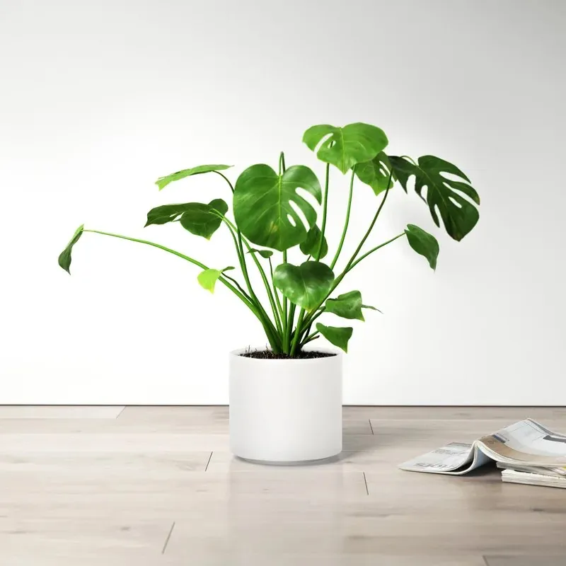 Large 10” Planter BNIB photo 1