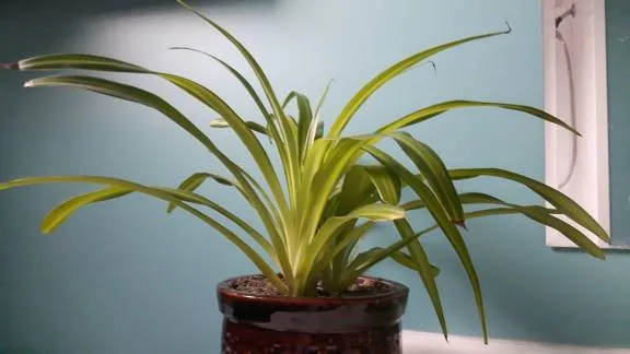 Spider Plant In Nursey Pot photo 1