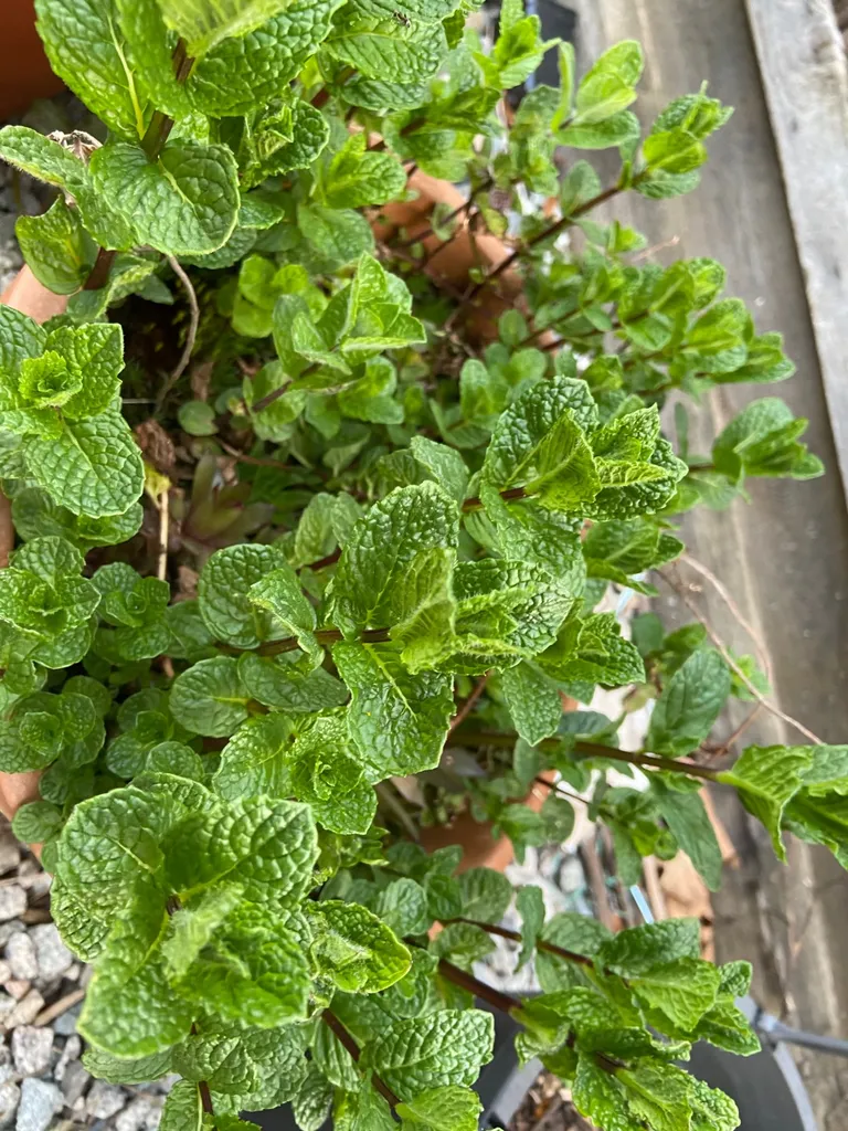 Fresh Mint photo 1