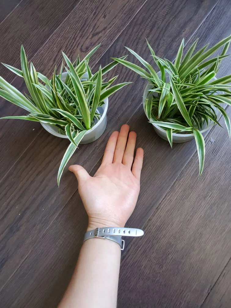 Spider Plants photo 1