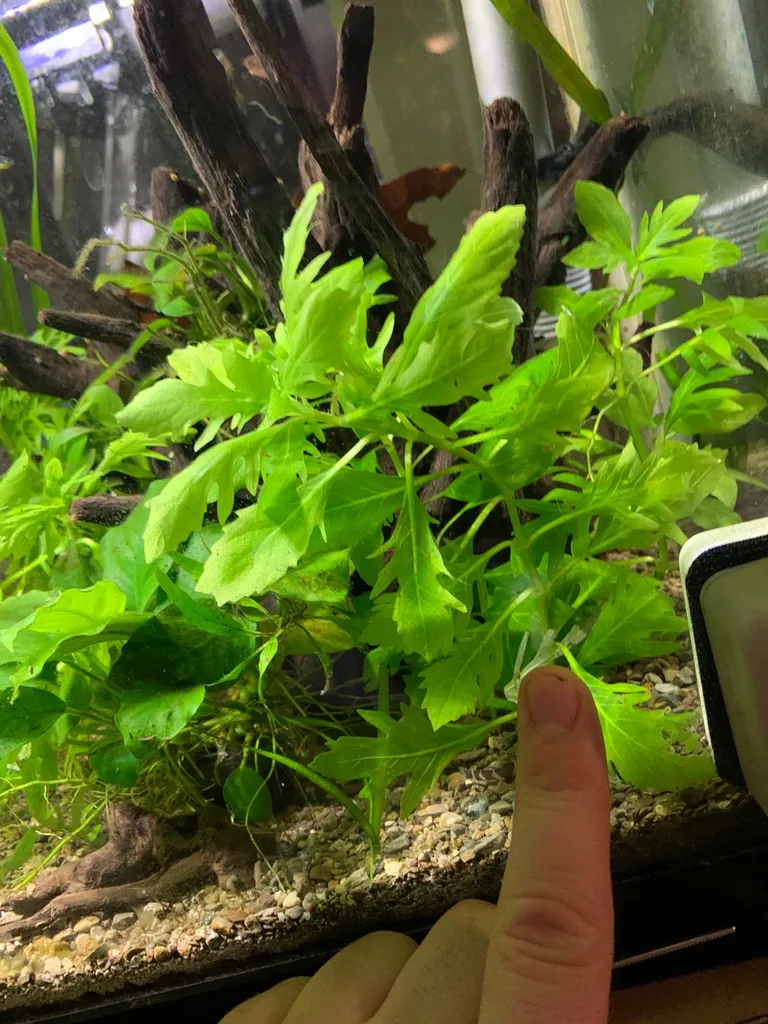 Hella Aquatic Plants photo 1