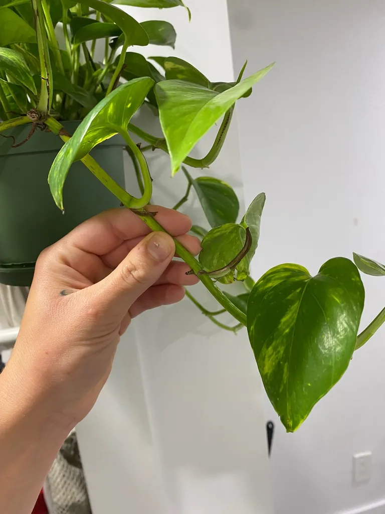 Pothos Clippings photo 1