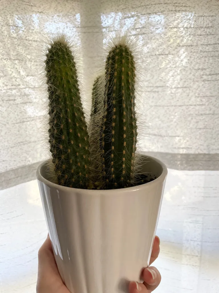 Golden Rat Tail Cactus photo 1